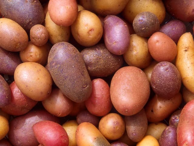 Batata gratinada com requeijão: 6 porções de forno: prato pronto