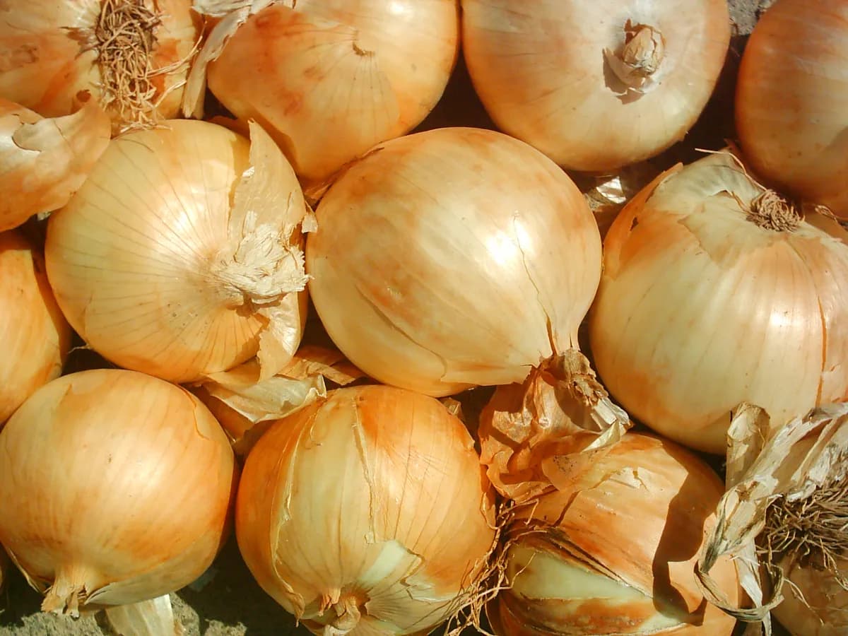 Cebolas fritas crocantes com massa de farinha: foto do prato pronto