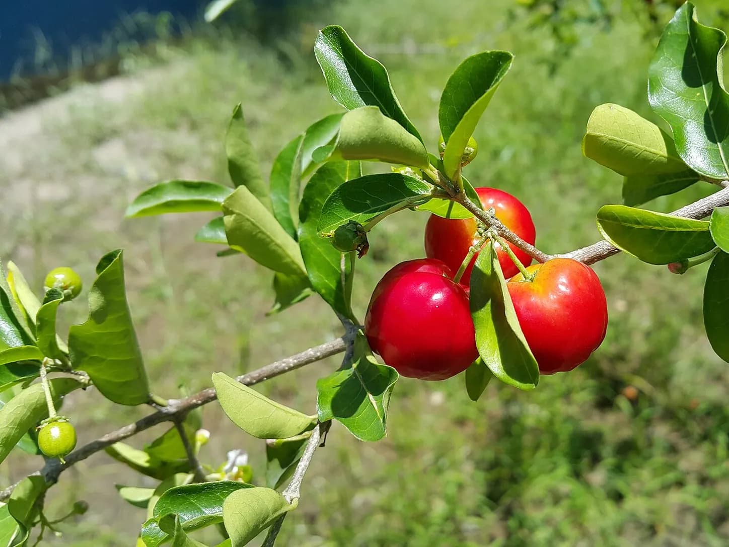 Polpa caseira de acerola congelada: foto do prato pronto
