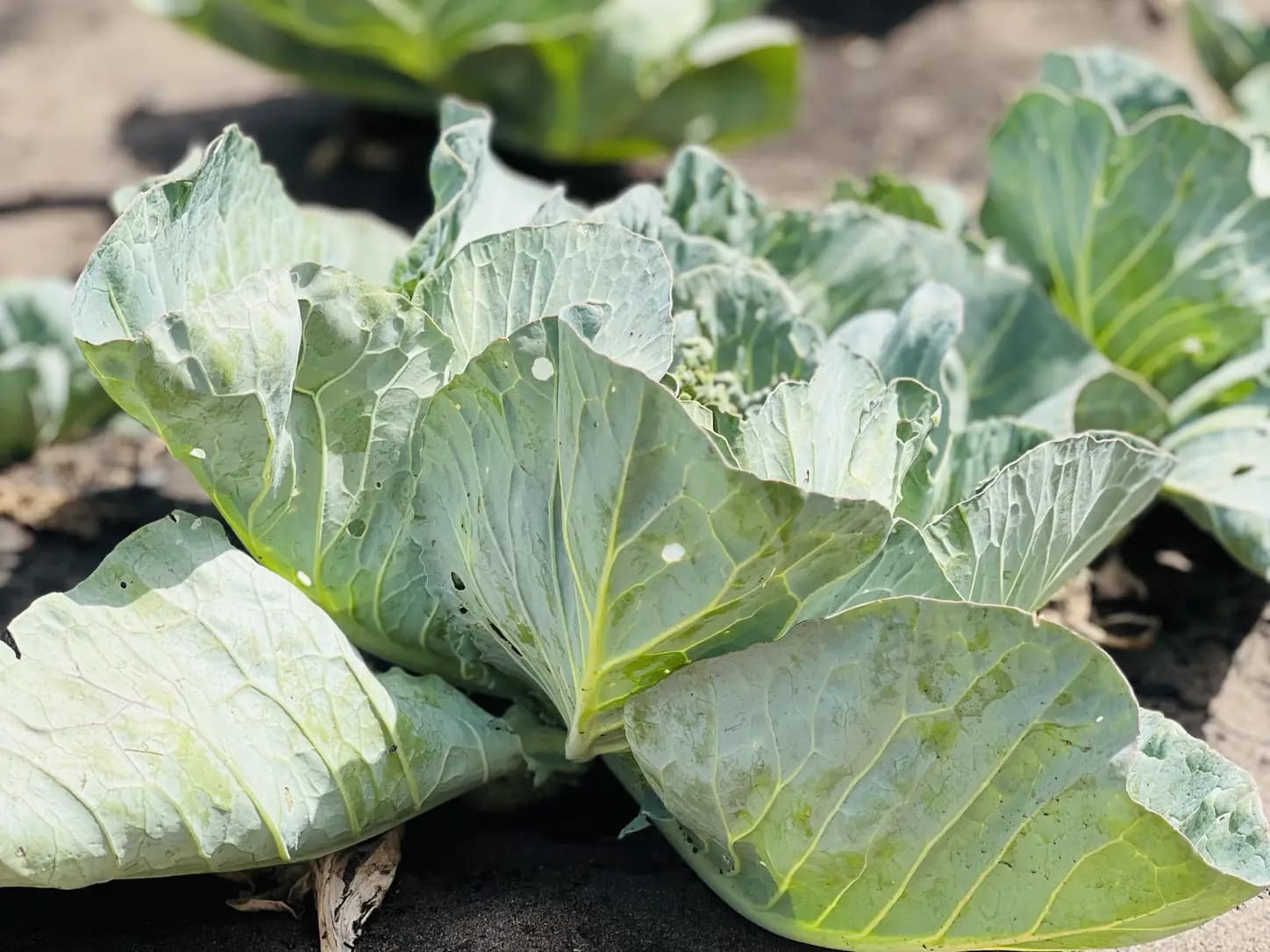 Repolho Roxo Agridoce com Maçã e Ameixa: foto do prato pronto
