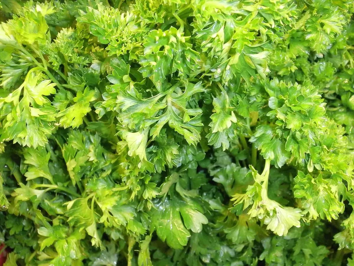 Maionese verde de alho e ervas: foto do prato pronto