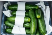 Pepinos verdes, firmes e brilhantes, acondicionados corretamente em papel toalha dentro de um recipiente hermético, prontos para durar 12 dias na geladeira.